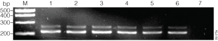 First-round amplification of the β-actin target with various ratios of dUTP to dTTP.