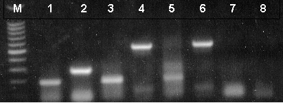 RT-PCR analysis of mouse and rat total RNA and rat poly(A)+ RNA.